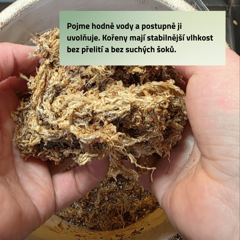 Mech - rašeliník